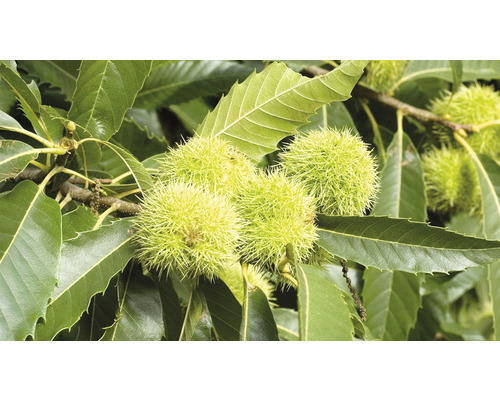 Ramură de castan dulce cu inflorescențe spinoase și frunze