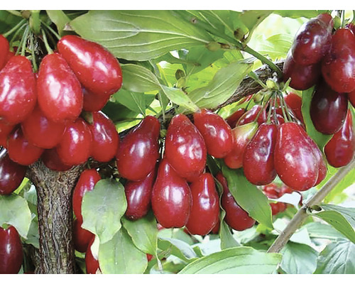 Cornule coapte în pom