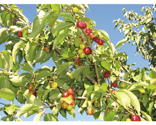 Corn cu frunze și fructe