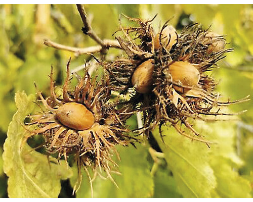 Alune de pădure pe un arbust de alun