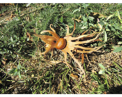 Sămânță de castan sălbatic cu capsulă de semințe uscată pe iarbă