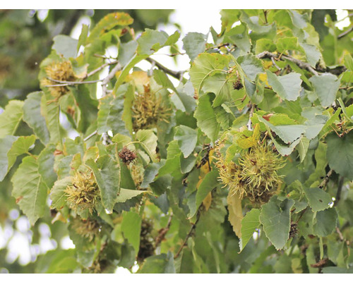 Prim-plan cu ramuri de alun cu frunze și alune