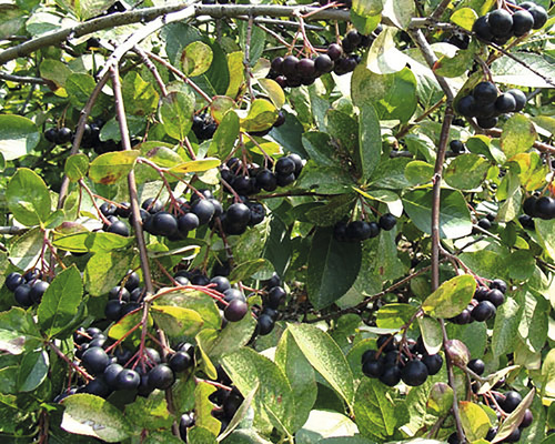 Plantă Aronia cu fructe de pădure coapte și frunze verzi.