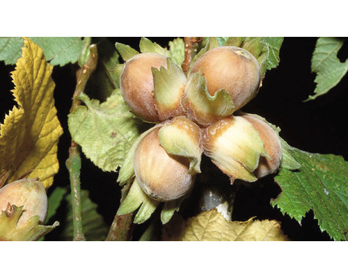 Pom fructifer alun 'Coryllus Avellana' Pom fructifer alun 'Coryllus Avellana'