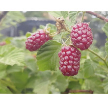 Arbust fructifer Mur-Zmeur Tayberry 'Rubus fructicosus x idaeus' H 200 cm-thumb-0