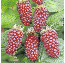 Arbust fructifer Mur-Zmeur Tayberry 'Rubus fructicosus x idaeus' H 200 cm-thumb-3