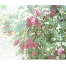 Arbust fructifer Mur-Zmeur Tayberry 'Rubus fructicosus x idaeus' H 200 cm-thumb-4