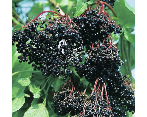 Arbust fructifer soc negru 'Sambucus nigra' H 500 cm