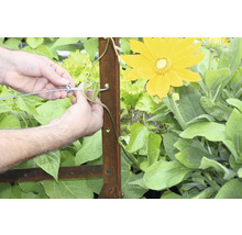 O persoană fixează o plantă pe un spalier în grădină.