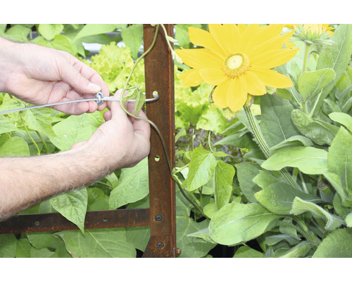 O persoană fixează o plantă pe un spalier în grădină.
