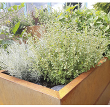 Jardinieră înaltă plantată cu diverse ierburi