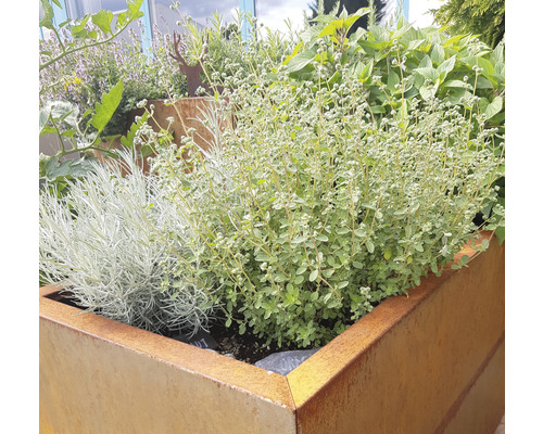 Jardinieră înaltă plantată cu diverse ierburi