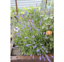 Lavandă într-o jardinieră înaltă cu alte plante