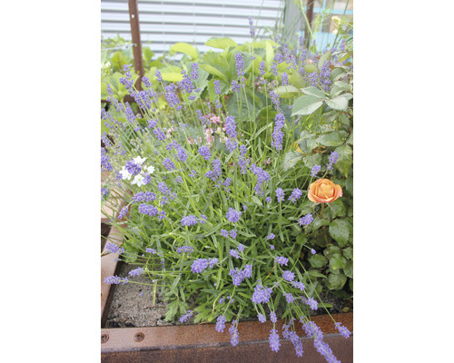 Lavandă într-o jardinieră înaltă cu alte plante