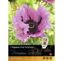 Ambalaj plantă Papaver Pink Perfection