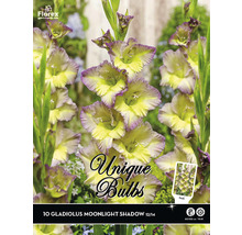 Pachet cu 10 bulbi de gladiolă Moonlight Shadow