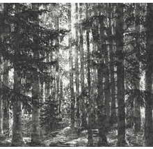 Fotografie alb-negru a unei păduri cu copaci