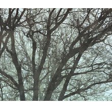 Prim-plan cu ramuri de copac fără frunze