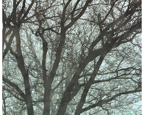 Prim-plan cu ramuri de copac fără frunze