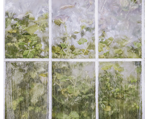 Vedere printr-o fereastră aburită spre plante verzi