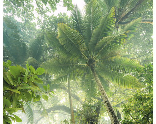 Privește în sus prin pădurea tropicală densă