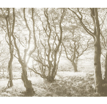 Scenă de pădure cu copaci și iarbă