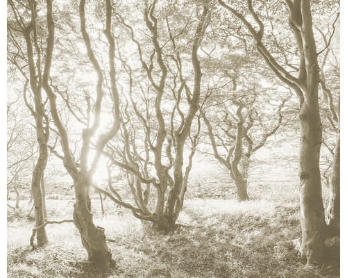 Scenă de pădure cu copaci și iarbă