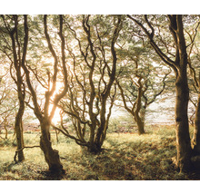 Scenă dintr-o pădure cu copaci și iarbă