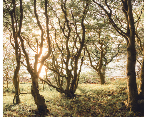 Scenă dintr-o pădure cu copaci și iarbă