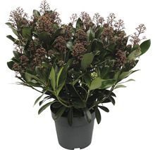 Skimmia în ghiveci cu frunze și flori