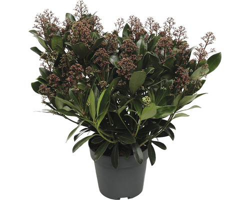 Liliac Japonez FloraSelf Skimmia japonica 'Rubella' 50+ H 20-30 cm Co 3 L Skimmia în ghiveci cu frunze și flori