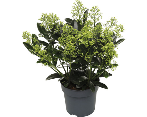 Liliac Japonez FloraSelf Skimmia japonica 'Finchy' H 15-20 cm Co 1,5 L Skimmia în ghiveci cu frunze și flori verzi