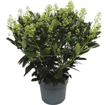 Skimmia în ghiveci cu frunze și flori verzi