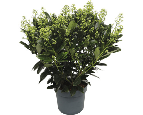Liliac Japonez FloraSelf Skimmia japonica 'Finchy' H 20-30 cm Co 3 L Skimmia în ghiveci cu frunze și flori verzi