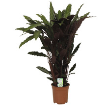 Planta care se roagă FloraSelf Calathea ornata 'Wavestar' H 105-120 cm ghiveci Ø 21 cm-thumb-0