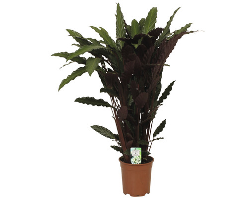 Planta care se roagă FloraSelf Calathea ornata 'Wavestar' H 105-120 cm ghiveci Ø 21 cm