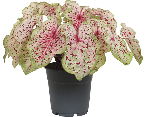 Caladium Mix FloraSelf Caladium ghiveci Ø 12 diferite sortimente