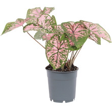 Caladium într-un ghiveci