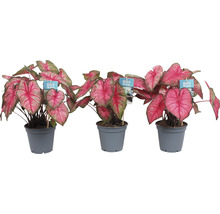 Caladium Mix FloraSelf Caladium H 25 cm ghiveci Ø 12 diferite sortimente