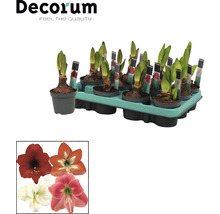 Bulbi de amaryllis la ghiveci într-o ladă. Sunt prezentate diferite culori ale florilor de amaryllis.