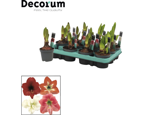 Bulbi de amaryllis la ghiveci într-o ladă. Sunt prezentate diferite culori ale florilor de amaryllis.