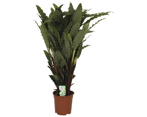 Planta care se roagă FloraSelf Calathea 'Tropistar' H ca. 105 cm ghiveci Ø 21 cm