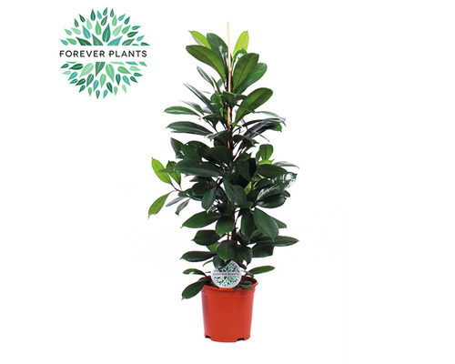 Smochinul African FloraSelf Ficus cyathistipula H ca. 105 cm ghiveci Ø 21 cm Ficus elastic în ghiveci cu suport