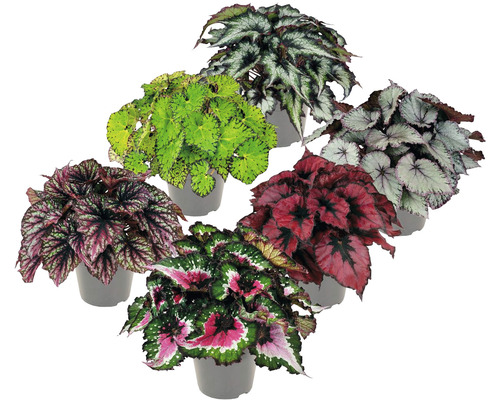 Begonia Mix FloraSelf Begonia H ca. 30 cm ghiveci Ø 13 cm diferite sortimente Diverse plante de begonii în ghivece