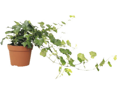 Iederă într-un ghiveci