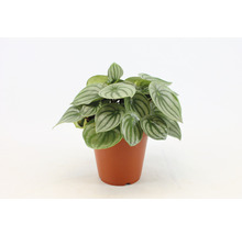 Plantă Piperomia în ghiveci
