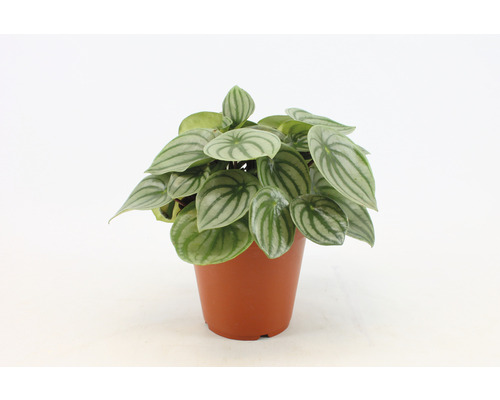 Plantă Piperomia în ghiveci