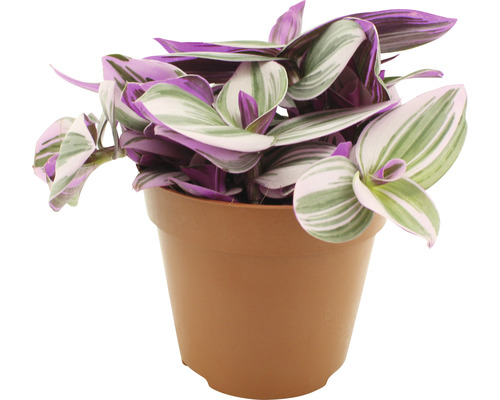 Telegraf FloraSelf Tradescantia zebrina 'Nanouk' H ca. 20 cm ghiveci Ø 12 cm Tradescantia zebrina într-un ghiveci