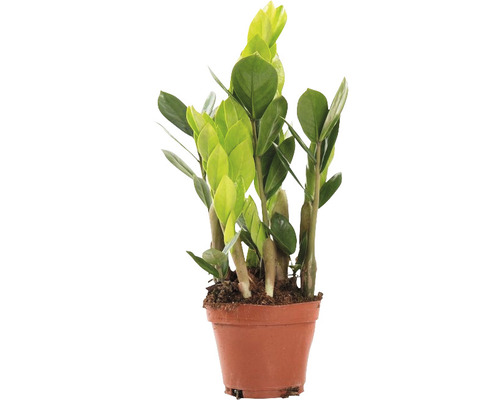 Planta ZZ FloraSelf Zamioculcas zamiifolia H 35 cm ghiveci Ø 10,5 cm