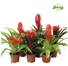 Bromelia Mix FloraSelf Bromelia-Cultivars ghiveci Ø 9 cm diferite sortimente
